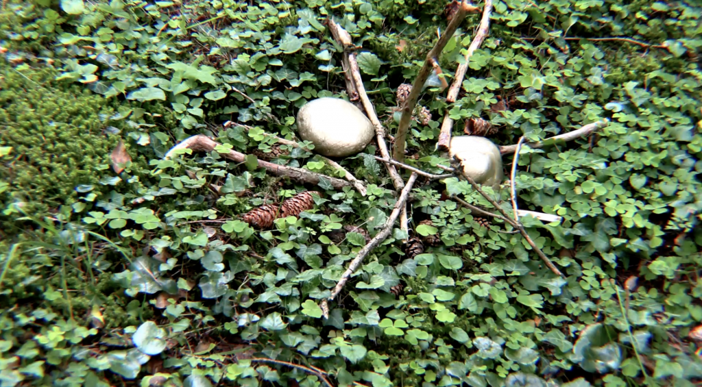 Zwei gold angemeldete faustgroße Steine liegen auf einer Kleewiese. Mehrere Stöcke formieren einen Stern.
